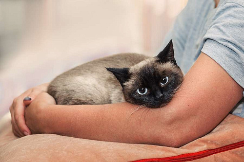 Объявление: Тайская кошка Сима в добрые руки, Бесплатно, Москва