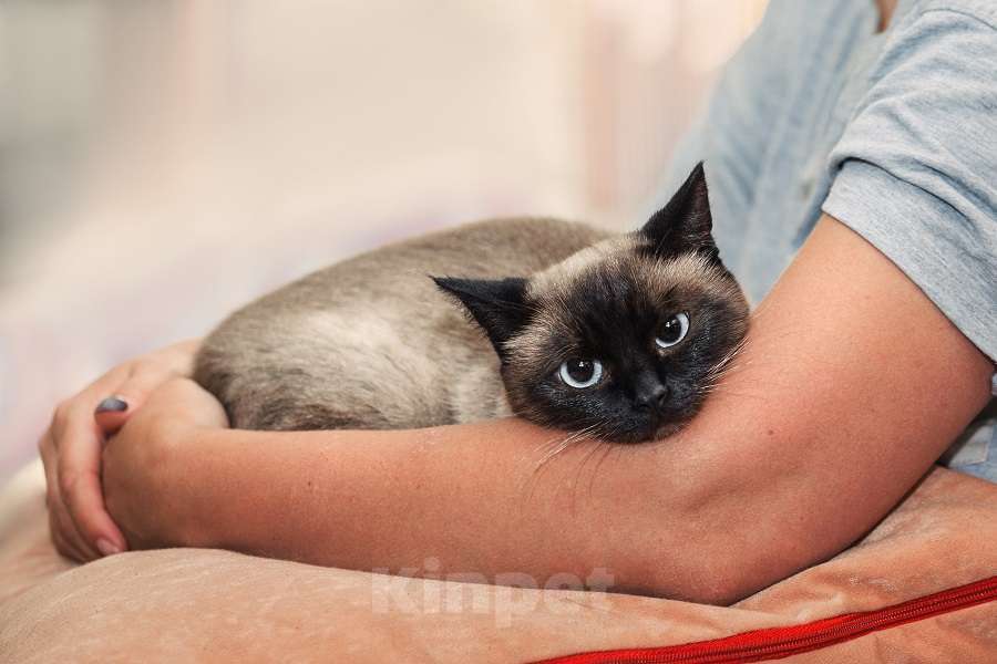 Кошки в Москве: Тайская кошка Сима в добрые руки Девочка, Бесплатно - фото 1