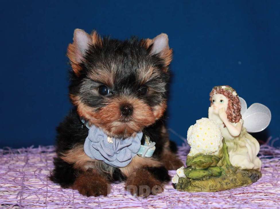 Собаки в Москве: Маленькая девочка, Янтарная капелька  Девочка, 110 000 руб. - фото 3