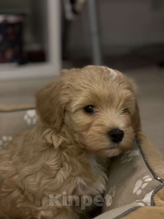 Собаки в Санкт-Петербурге: Мальтипу  Мальчик, 100 000 руб. - фото 2