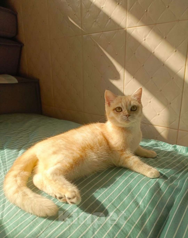 Кошки в Москве: Британские котята Девочка, 30 000 руб. - фото 1