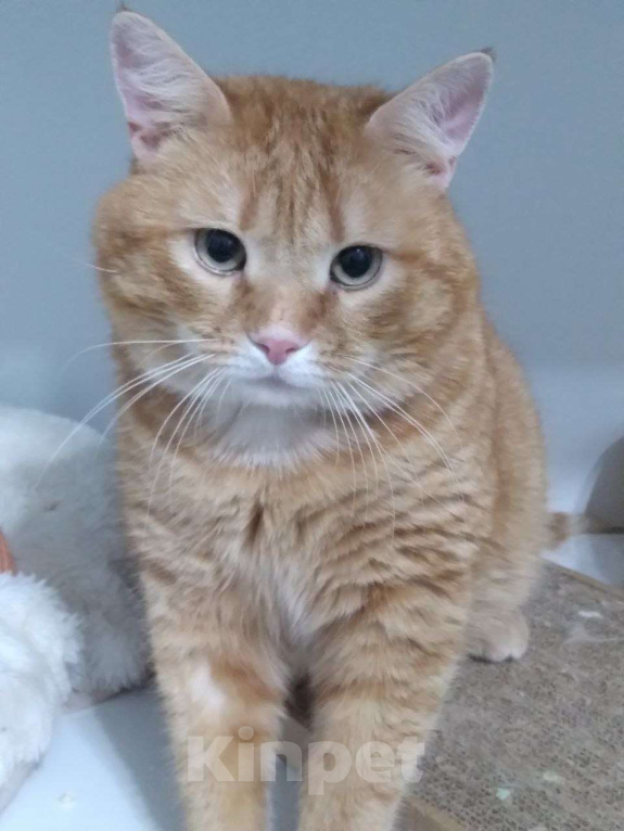 Кошки в Москве: Солнечный Рыжик ищет родителей Мальчик, Бесплатно - фото 6