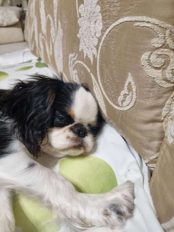 Собаки в Кемерово: Срочно! Продаеться щенок кинг-чарльз-спаниель 6 месяцев Девочка, 30 000 руб. - фото 2