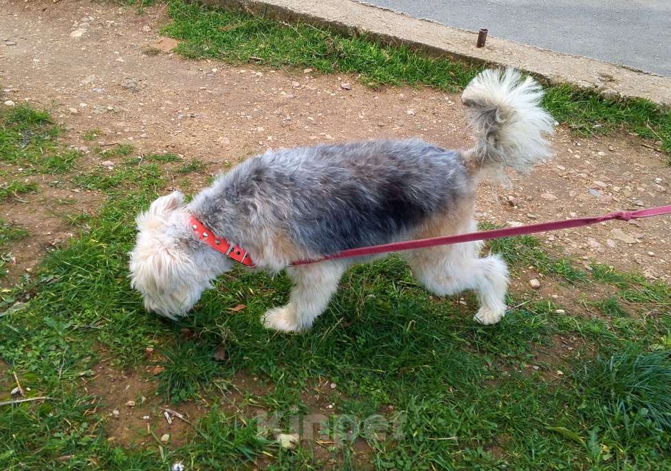 Собаки в Симферополе: Красивая собачка фенотип терьера Девочка, 1 000 руб. - фото 3