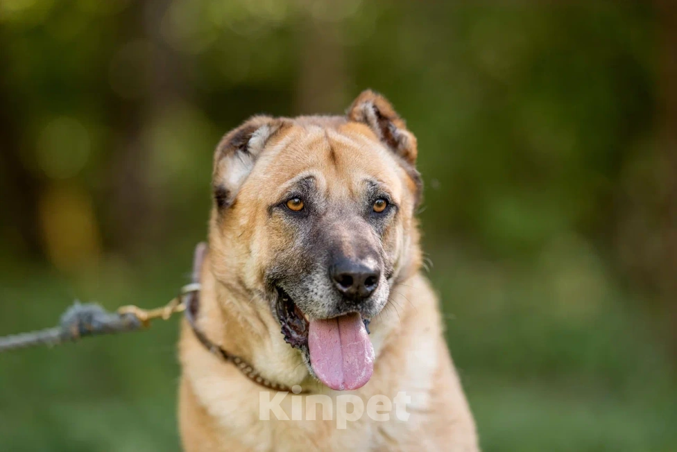 Собаки в Видном: Варох, 6 лет, метис алабая Мальчик, Бесплатно - фото 2