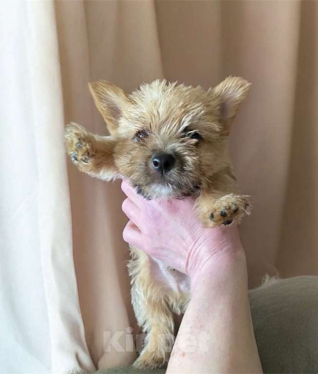 Собаки в Москве: Щенки норвич терьер Разнополые, Бесплатно - фото 2