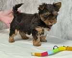 Собаки в Москве: Цветной йорк. Мальчик, 56 000 руб. - фото 5