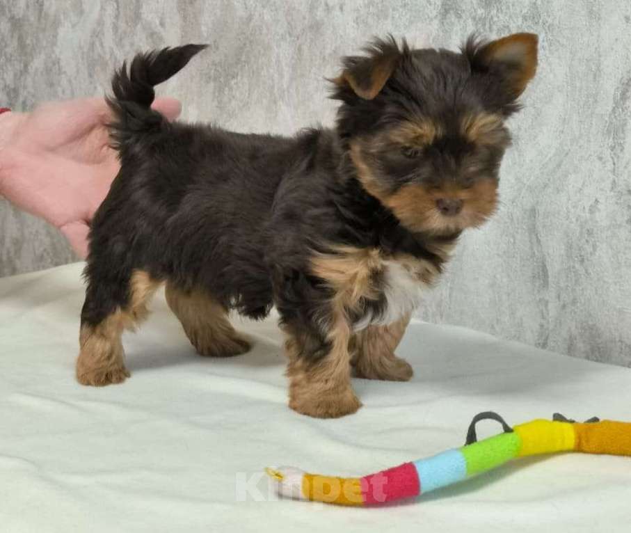 Собаки в Москве: Цветной йорк. Мальчик, 56 000 руб. - фото 5