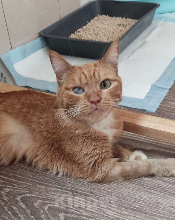 Кошки в Москве: Кошка Рыжуля в добрые руки  Девочка, Бесплатно - фото 4