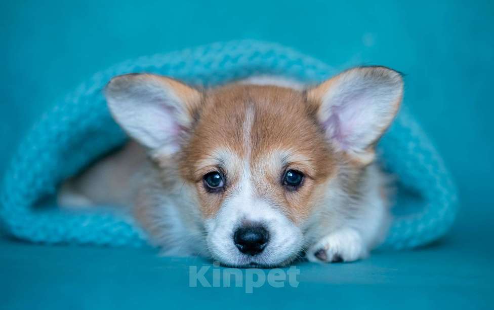 Собаки в Москве: TEKILA BUM IZ BASVET PRIDE  Девочка, 100 000 руб. - фото 2