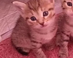 Кошки в других городах Башкортостана: Шотландский прямоухий котёнок ( помесь) Девочка, 450 руб. - фото 1