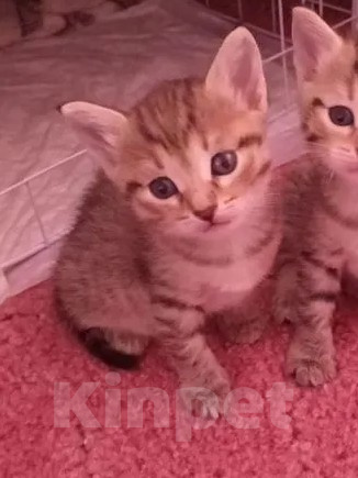Кошки в других городах Башкортостана: Шотландский прямоухий котёнок ( помесь) Девочка, 450 руб. - фото 1