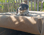 Собаки в Самаре: Щенки Алабая Мальчик, 5 000 руб. - фото 2