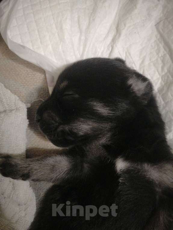 Собаки в Воронеже: Отдаю щенков в добрые и надёжные руки Девочка, Бесплатно - фото 1