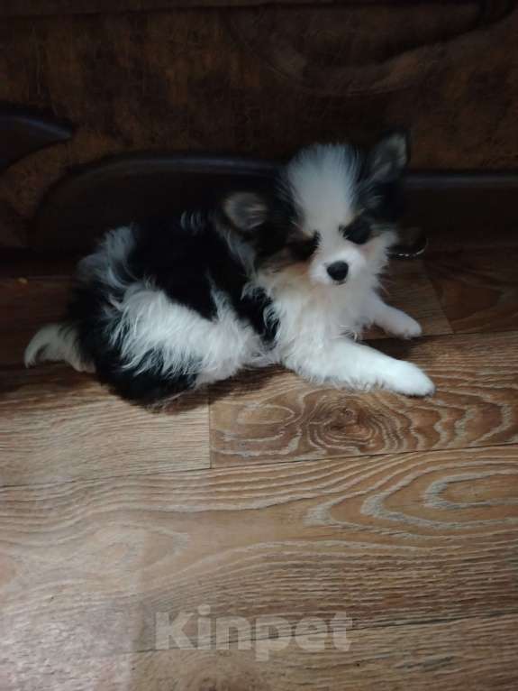 Собаки в Ярославле: Щенки чихуахуа  Девочка, 15 000 руб. - фото 3