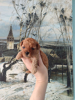 Щенки той пудель