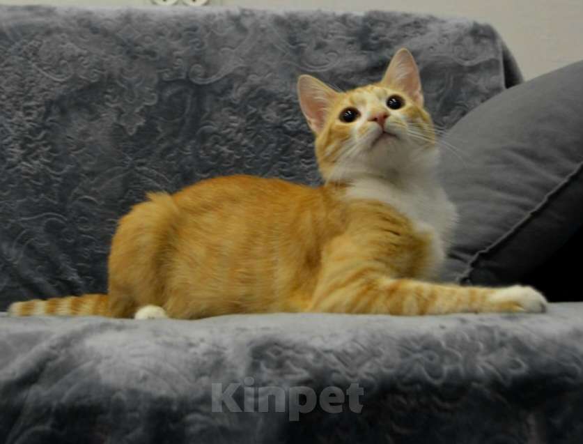 Кошки в Санкт-Петербурге: Рыженький скромный и игривый ласкуша Мальчик, Бесплатно - фото 1