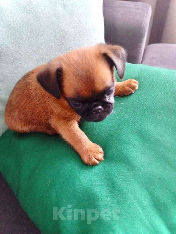 Собаки в Волгограде: Пти-брабансон Мальчик, 60 000 руб. - фото 4