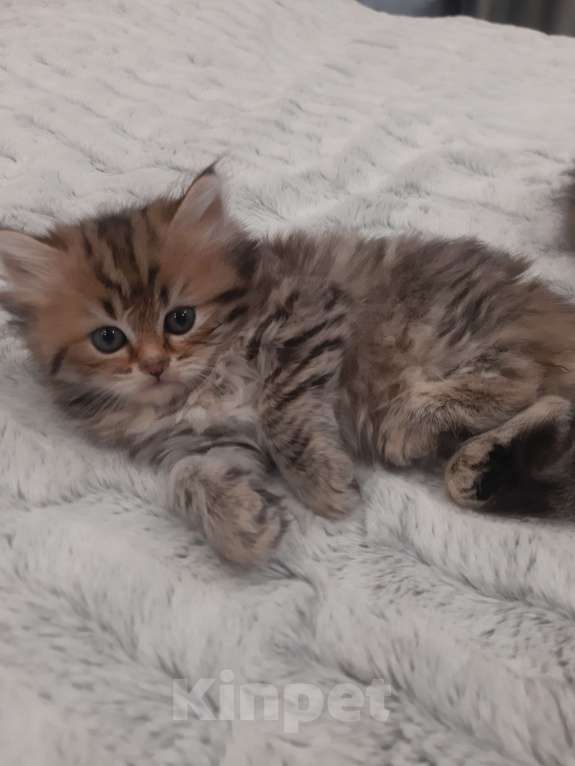 Кошки в Санкт-Петербурге: Шотландские вислоухие и прямоухие котята Девочка, 8 000 руб. - фото 2