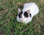 Кошки в Княгинино: Мурочка , Бесплатно - фото 8