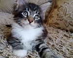 Кошки в Малоархангельске: Котята Мейн Кун., 20 000 руб. - фото 8