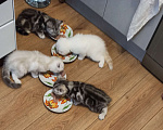 Кошки в Челябинске: Шотландские котята. 07.07.22 г.р. продам , 3 000 руб. - фото 9