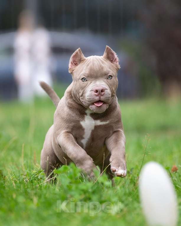 Собаки в Санкт-Петербурге: Предлагаются к продаже щенки американского булли  Девочка, 70 000 руб. - фото 4