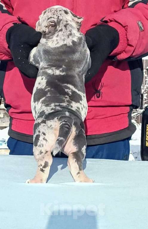 Собаки в Нижнем Новгороде: Американский Булли девочка  Девочка, Бесплатно - фото 2