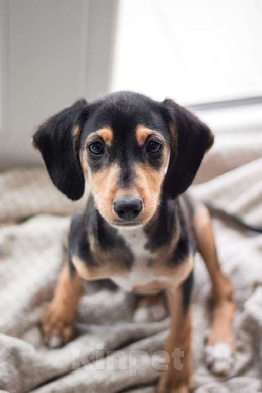 Собаки в Москве: Зиппи ищет своего человека Девочка, Бесплатно - фото 6