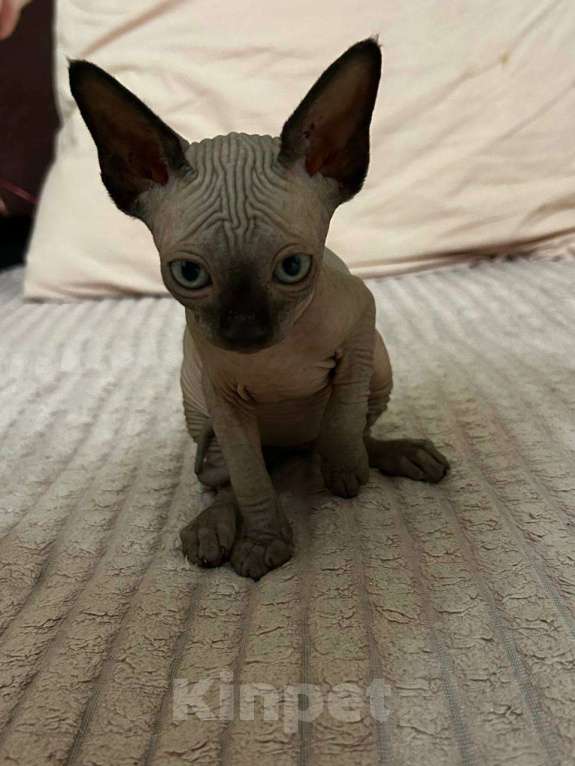 Кошки в Москве: Канадский сфинкс  Девочка, 25 000 руб. - фото 5