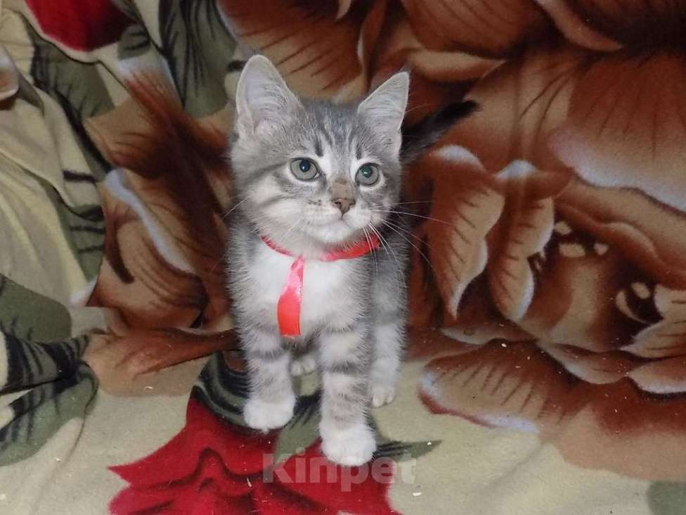 Кошки в Москве: Азиатская табби, девочки Девочка, 20 000 руб. - фото 4