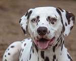 Собаки в других городах Ленинградской области: очаровательная дама далматин ищет себе дом Девочка, Бесплатно - фото 1