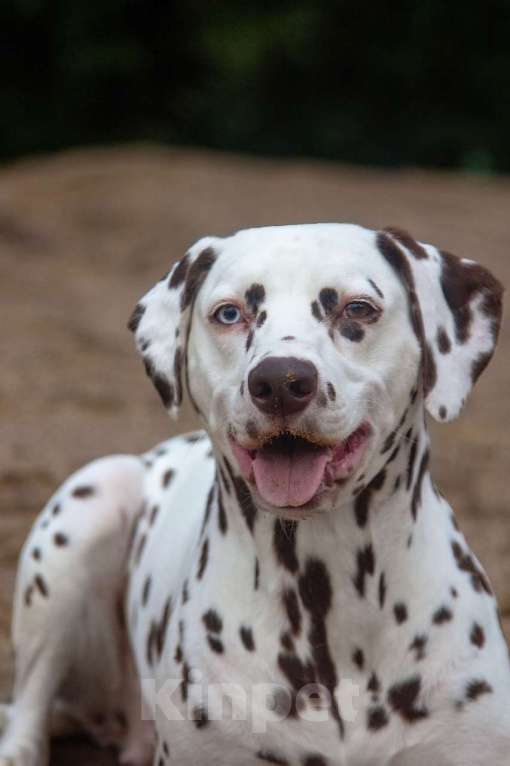 Собаки в других городах Ленинградской области: очаровательная дама далматин ищет себе дом Девочка, Бесплатно - фото 1