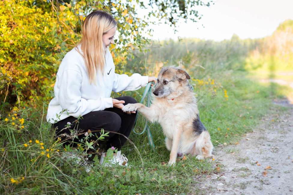 Собаки в Москве: Собака в поисках семьи! Мальчик, Бесплатно - фото 2