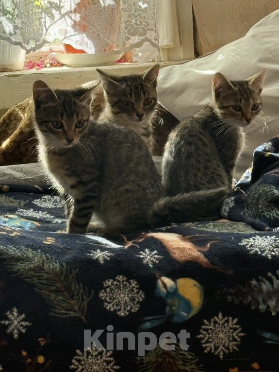 Кошки в других городах Свердловской области: Котёнок Девочка, 1 руб. - фото 1