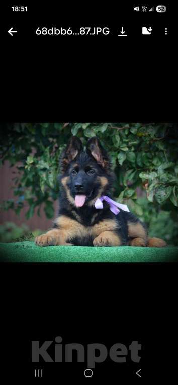 Собаки в Калининграде: Щеночки Девочка, 40 000 руб. - фото 1