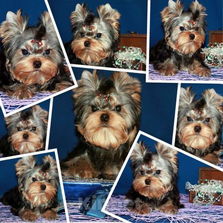 Собаки в Москве: Мальчик Йорк от чемпионов. Мальчик, 60 000 руб. - фото 2