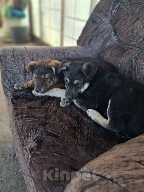 Собаки в Астрахани: "Щенки в добрые руки — крепкие дворовые!" Разнополые, Бесплатно - фото 2
