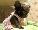 Собаки в Ростове-на-Дону: Девочка чихуахуа  Девочка, 35 000 руб. - фото 2