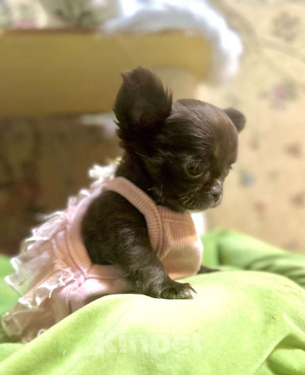 Собаки в Ростове-на-Дону: Девочка чихуахуа  Девочка, 35 000 руб. - фото 2