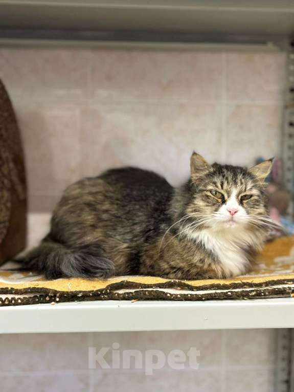 Кошки в Воронеже: Люсьена - взрослая кошка со спокойным характером ищет дом Девочка, Бесплатно - фото 5