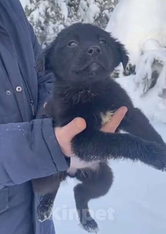 Собаки в Красногорске: Щенок Шанель 1,5 месяца ищет дом  Девочка, Бесплатно - фото 1