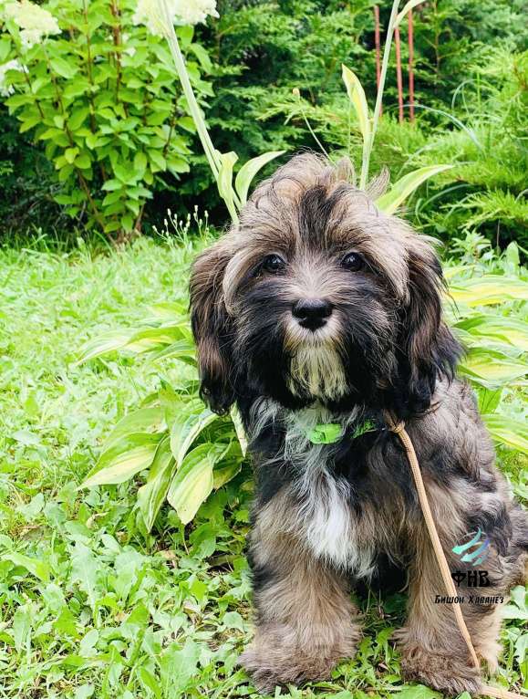 Собаки в Москве: Маленькая куколка Хаванез  Девочка, Бесплатно - фото 3