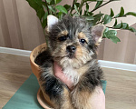 Собаки в Москве: Крупный йорк мраморный мальчик весёлый Мальчик, 50 000 руб. - фото 2