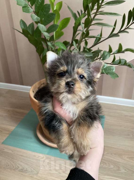 Собаки в Москве: Крупный йорк мраморный мальчик весёлый Мальчик, 50 000 руб. - фото 2