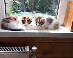 Кошки в Подольске: Котята Девочка, 1 руб. - фото 2