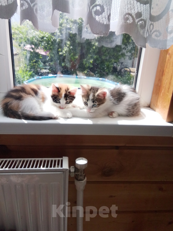 Кошки в Подольске: Котята Девочка, 1 руб. - фото 2