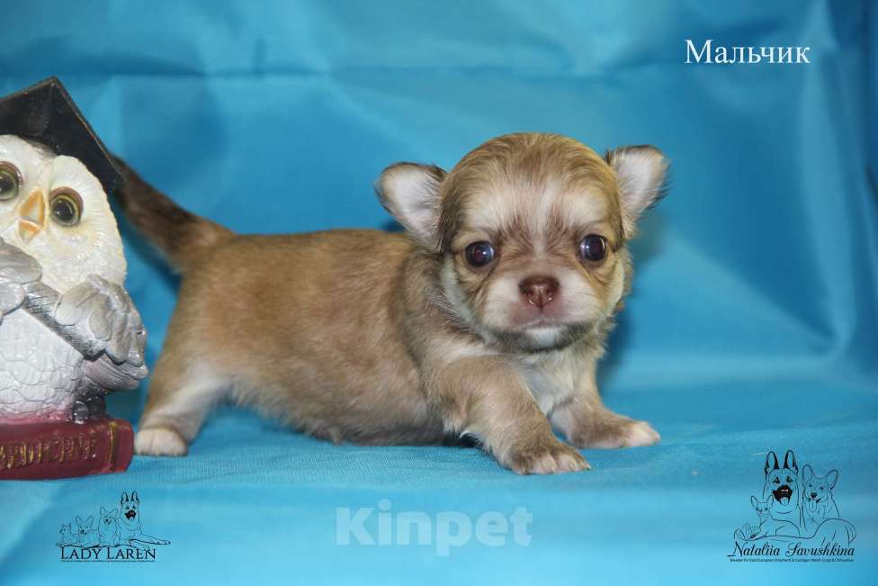 Собаки в Москве: Щенки чихуахуа Мальчик, Бесплатно - фото 5