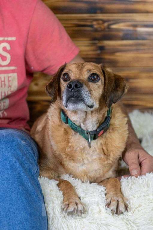 Собаки в Москве: Маленький, старенький… Может и Гомеру найдется дом? Мальчик, 1 руб. - фото 3