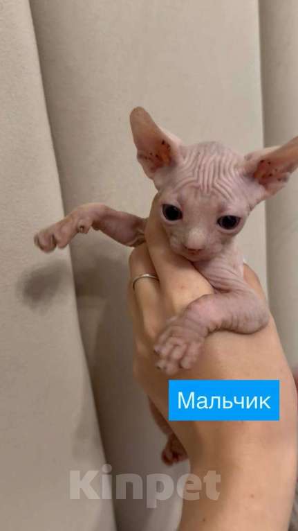 Кошки в Котельнике: Котенок сфинкс мальчик Мальчик, 20 000 руб. - фото 6
